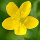 Image for article titled 15 Uncanny Examples of the Golden Ratio in Nature